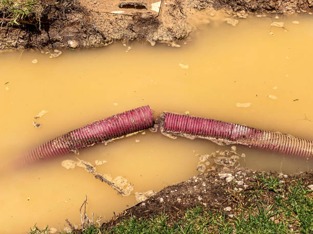 Best Basement water damage restoration  in Santa Teresa, NM